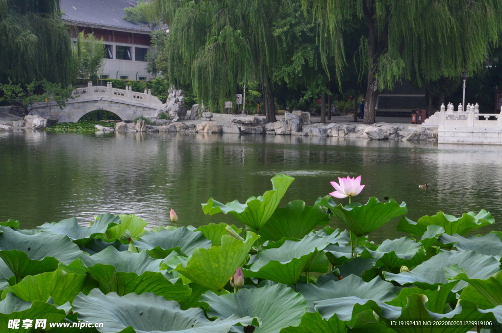 公园风景 