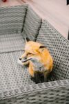 狐狸