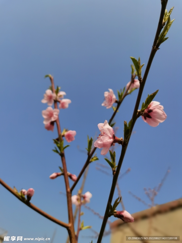 桃花