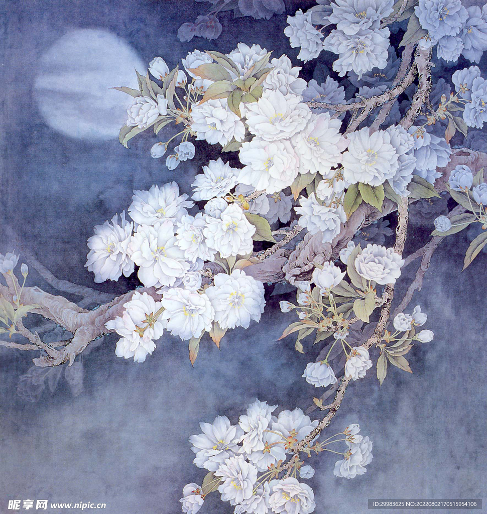 芙蓉花