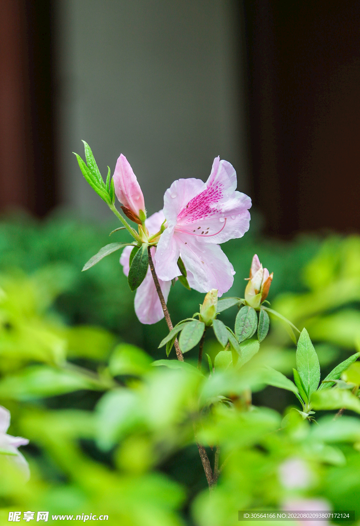 户外夏季粉色花朵