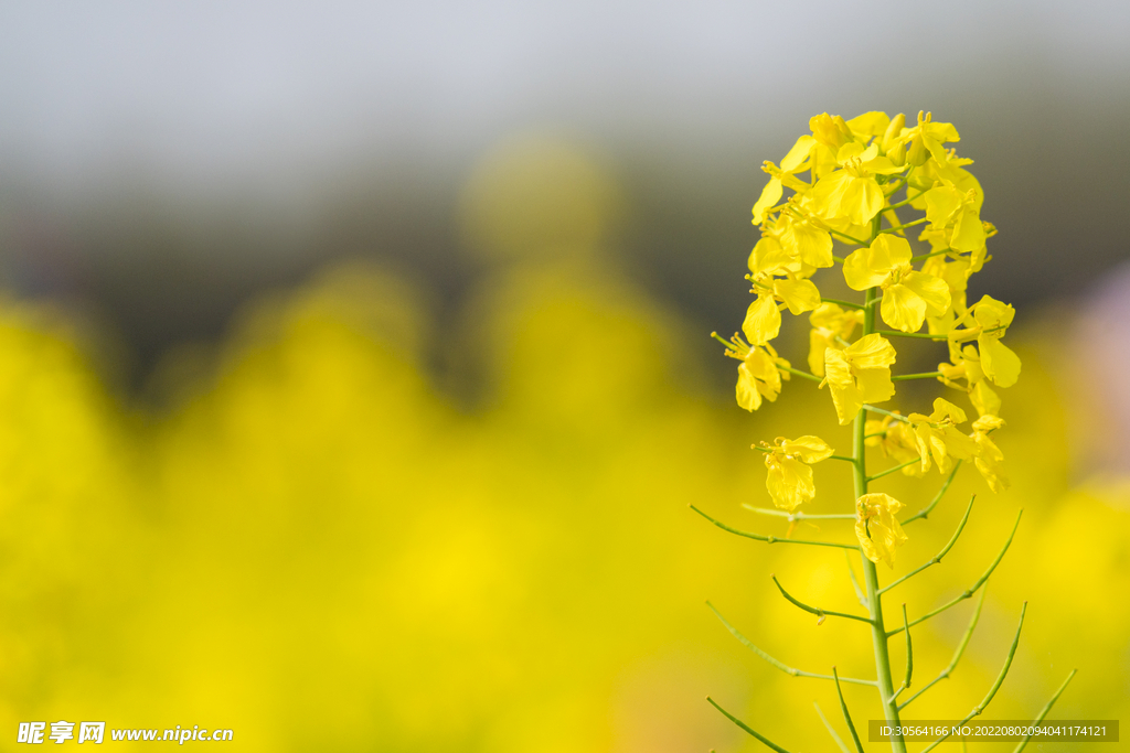 户外油菜花花海