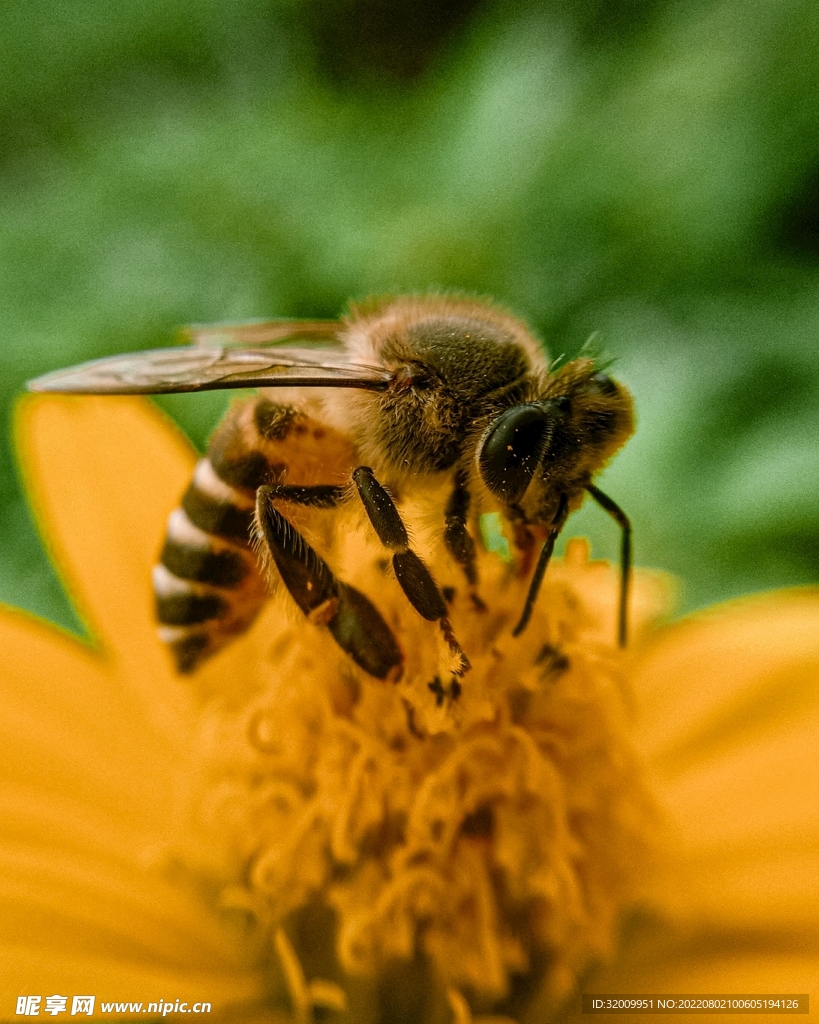 蜜蜂             