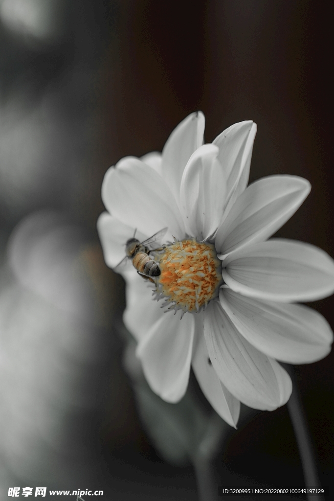 蜜蜂 