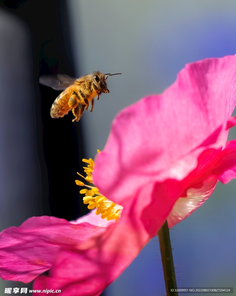 蜜蜂 