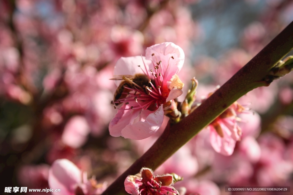 蜜蜂  