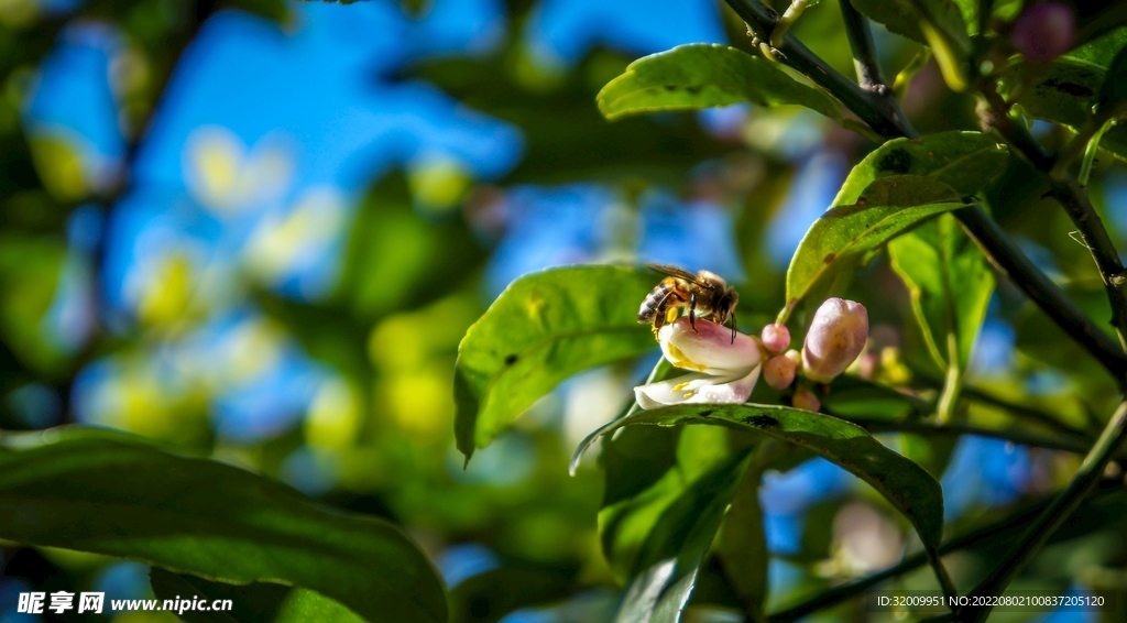 蜜蜂 