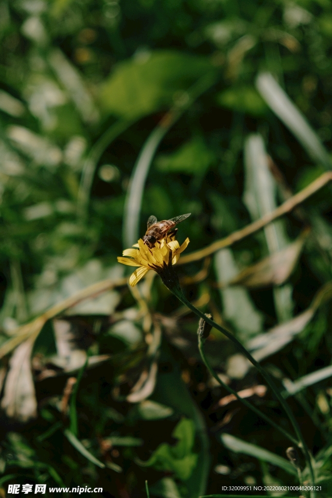 蜜蜂  