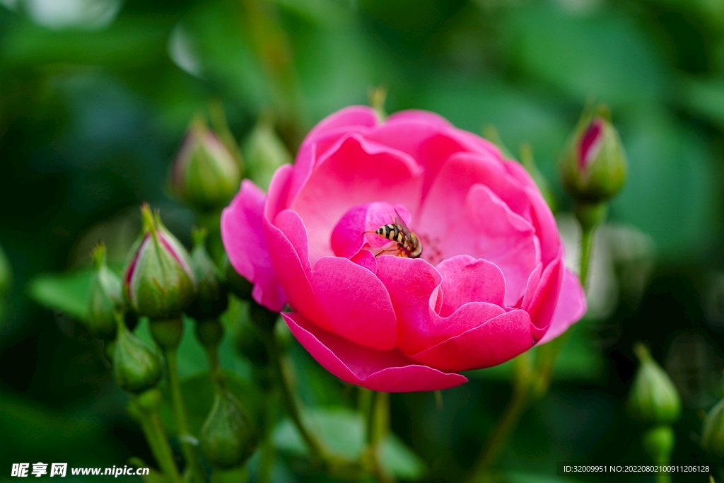 蜜蜂 