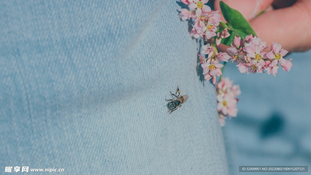 蜜蜂 