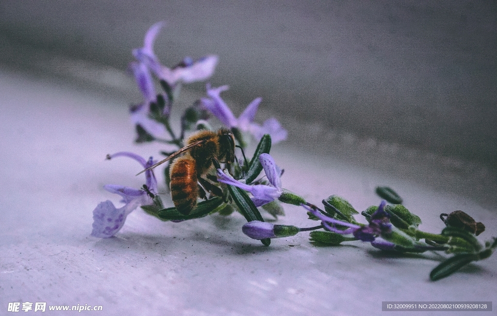 蜜蜂 