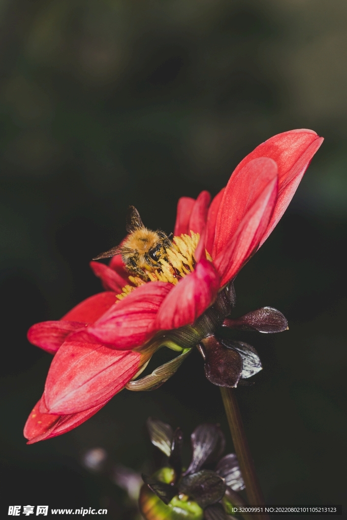 蜜蜂 