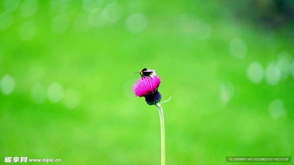 蜜蜂 