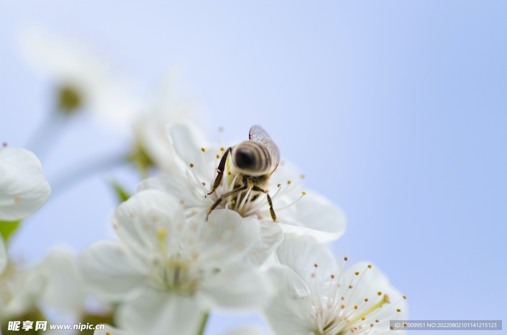 蜜蜂 