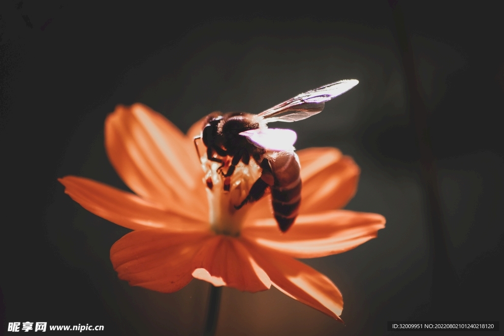 蜜蜂 