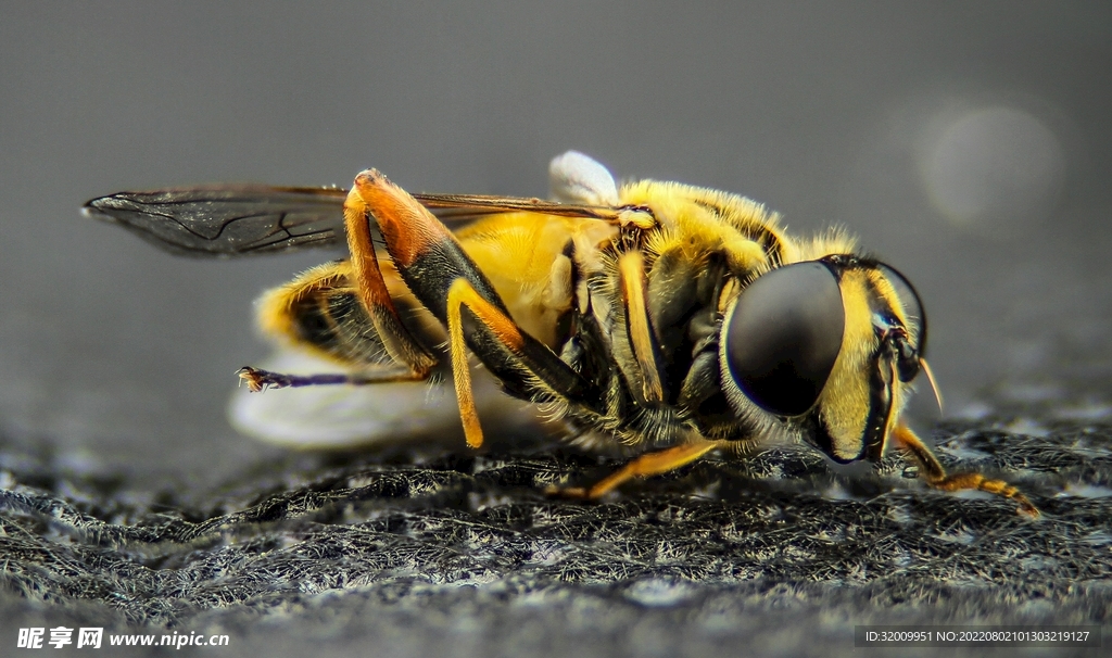 蜂 