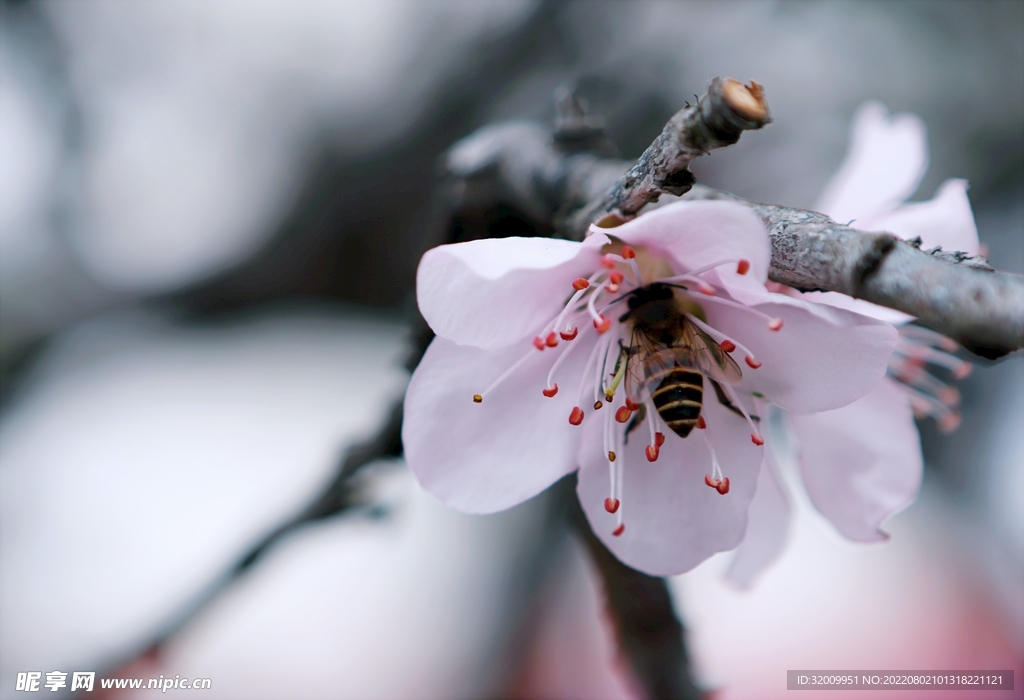 蜜蜂  