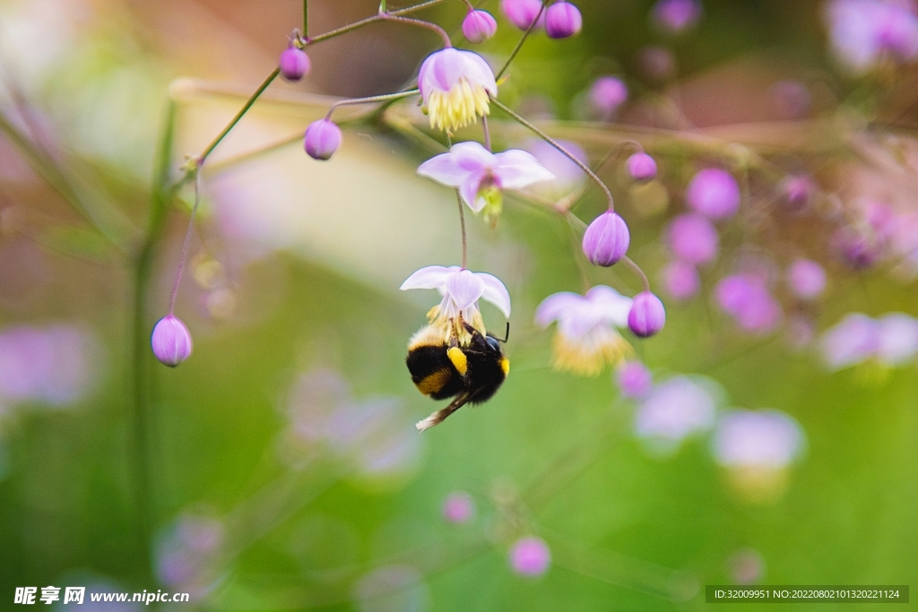 蜜蜂 