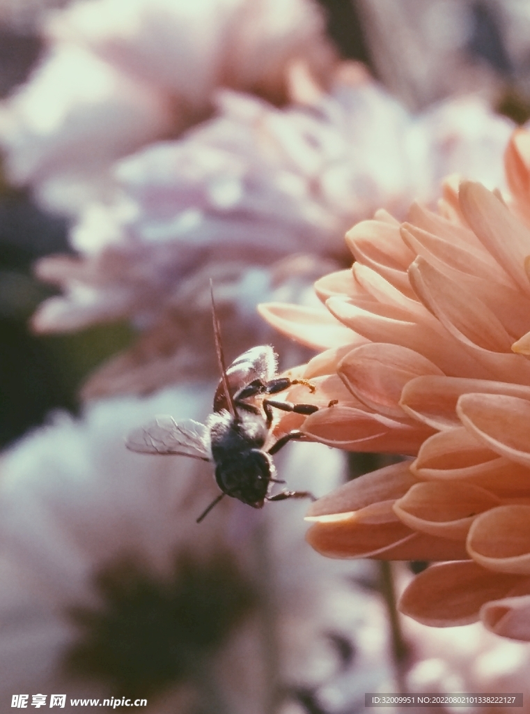 蜜蜂 