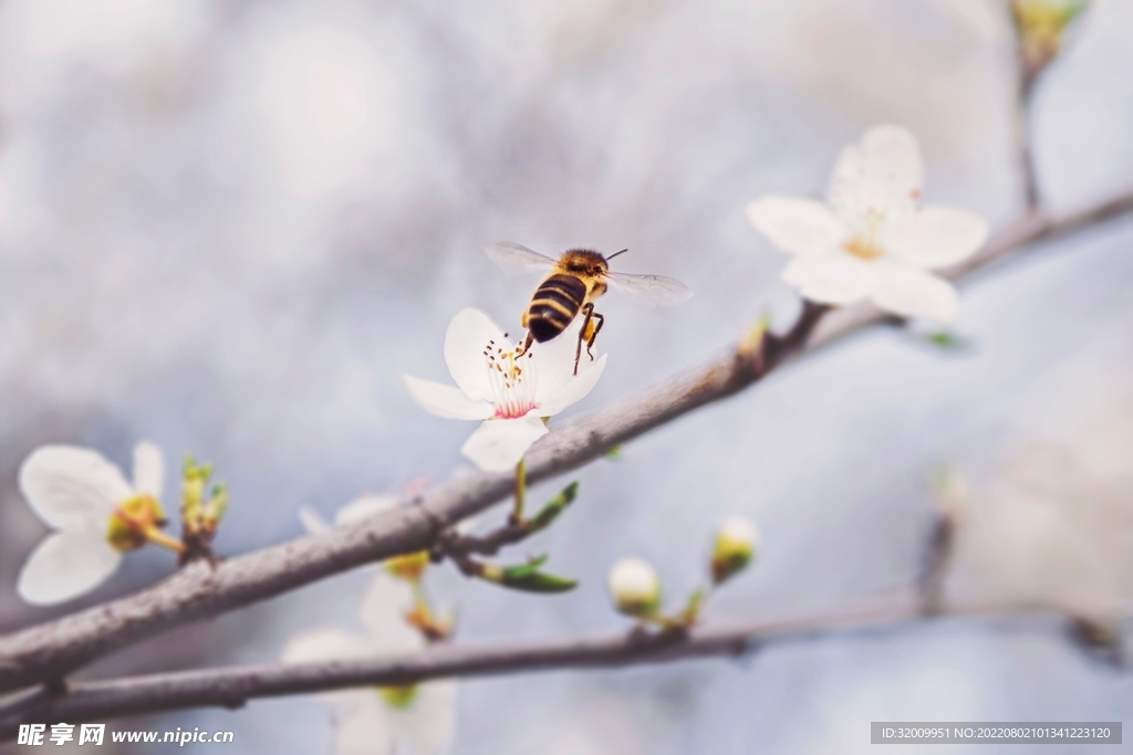 蜜蜂  