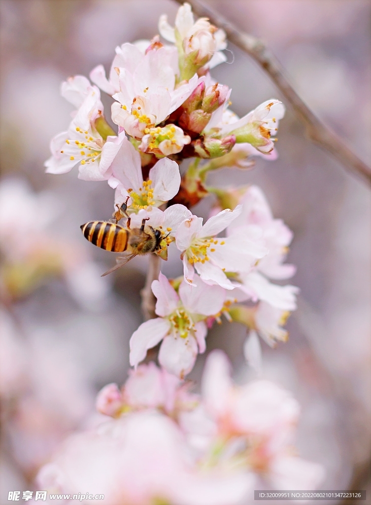 蜜蜂  