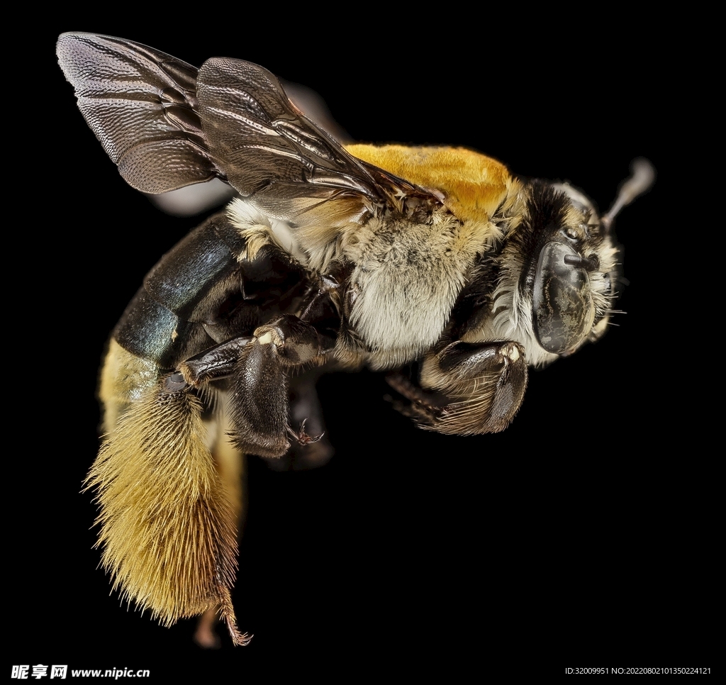 オオスズメバチ | 虫の写真と生態なら昆虫写真図鑑「ムシミル」