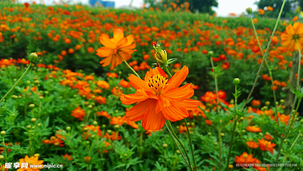 菊