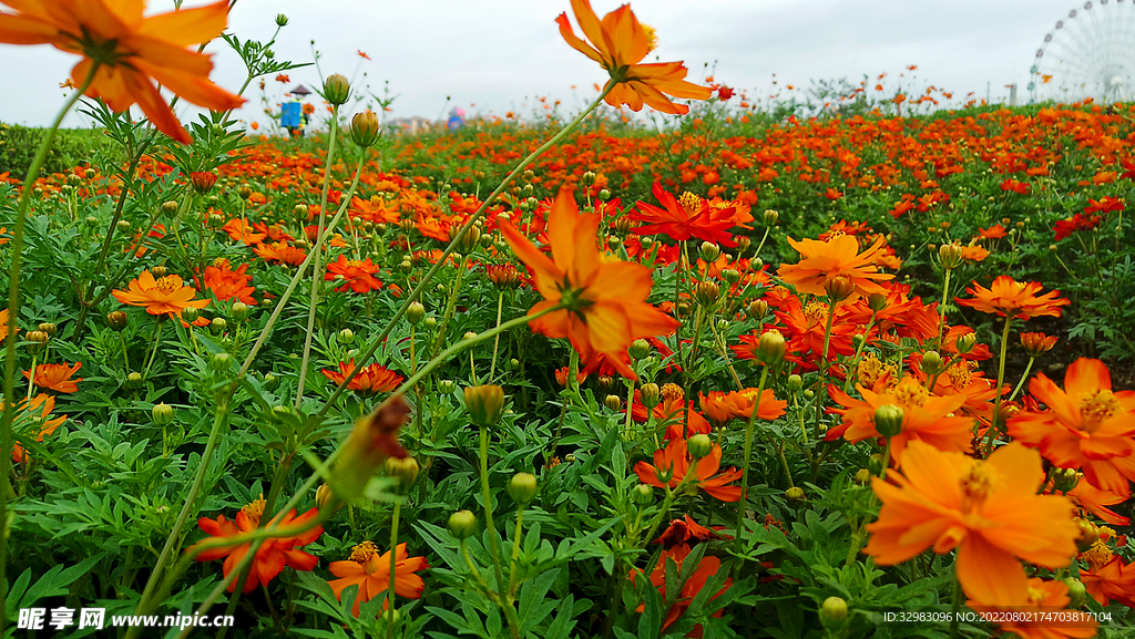 菊花