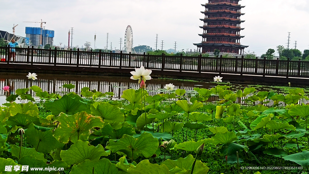   荷花