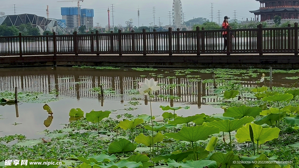 荷花