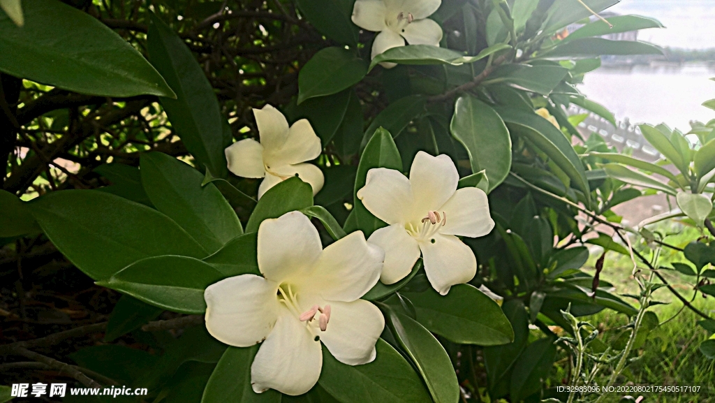 非洲茉莉花