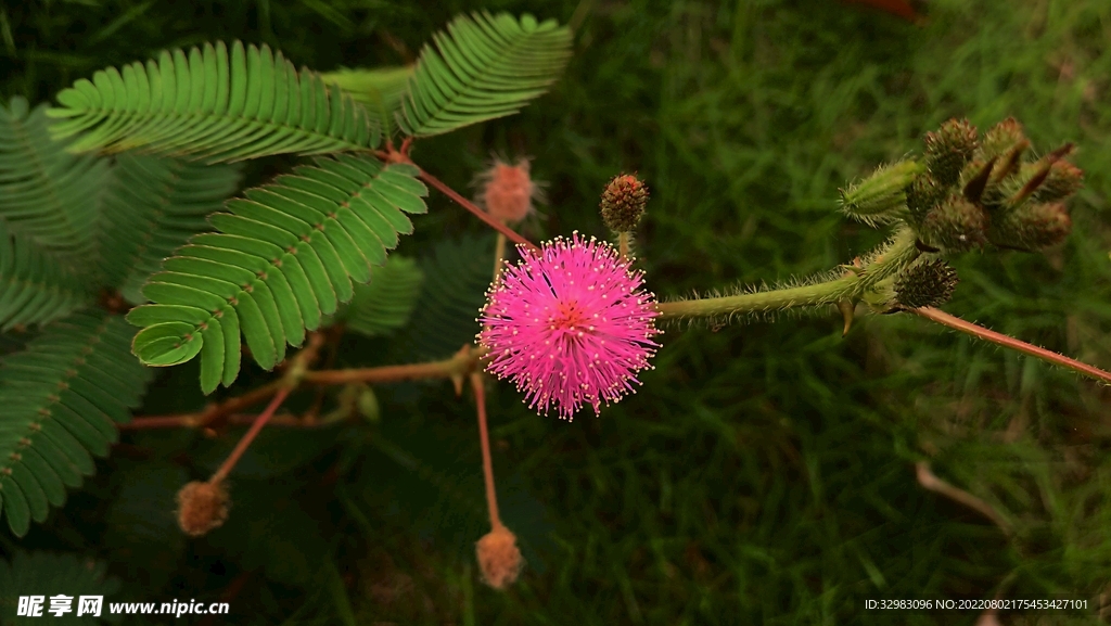 含羞草