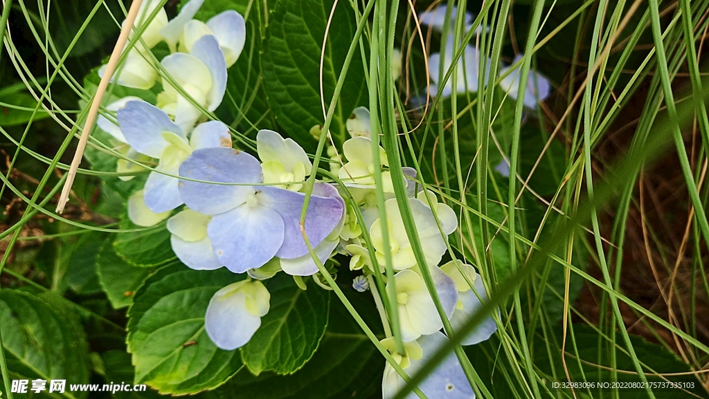 粉紫色绣球花