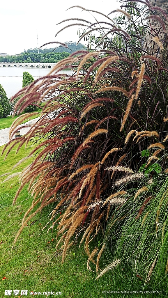 狗尾巴草