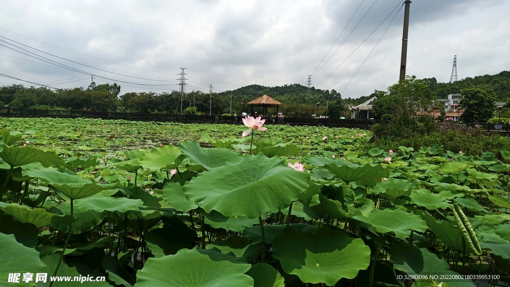 夏荷