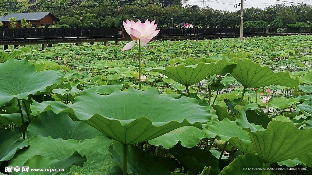 荷花