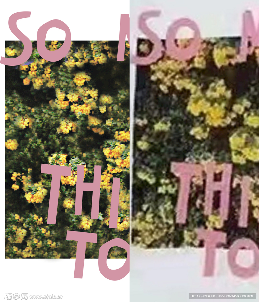 油菜花