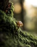 绿色青苔旁边的菌类植物