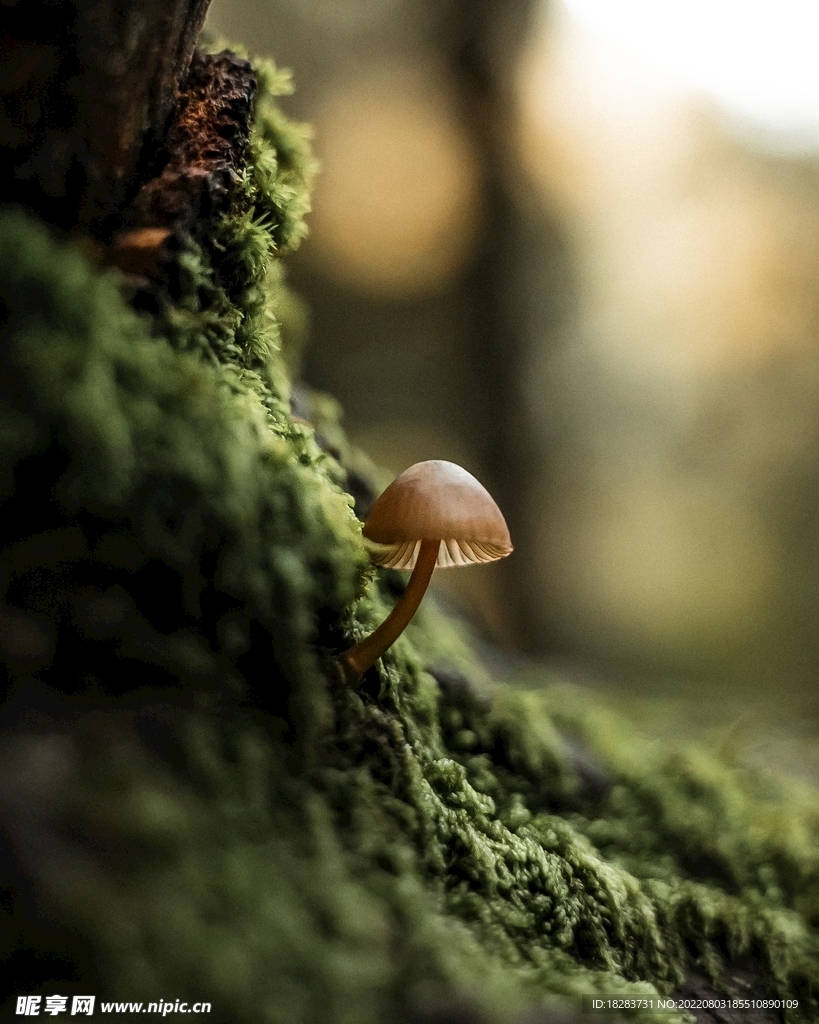 绿色青苔旁边的菌类植物