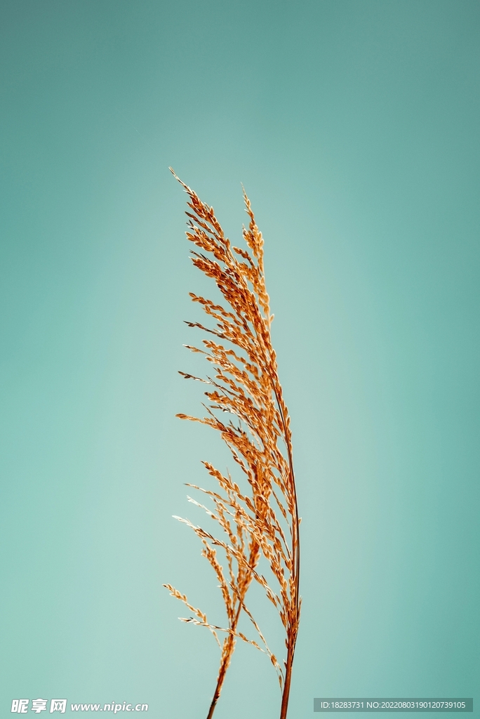 摄影师镜头前的唯美麦子