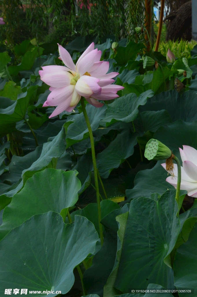 并蒂莲