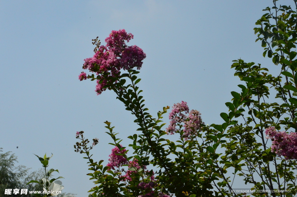 紫薇花 