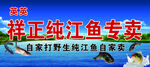 纯江鱼专卖