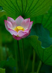 荷花2
