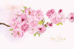 花纹  