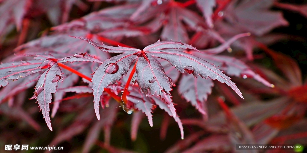 雨后红色嫩枫叶