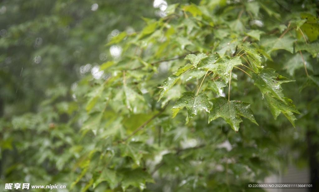 雨后绿色枫树叶