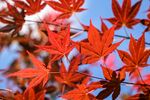 火红枫叶特写