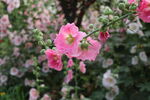 花丛