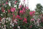 花丛